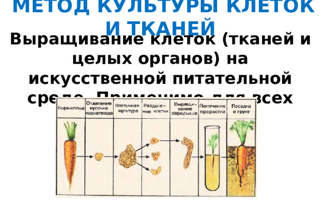 МЕТОД КУЛЬТУРЫ КЛЕТОК И ТКАНЕЙ Выращивание клеток (тканей и целых органов) на искусственной питательной среде. Применимо для всех живых клеток.   