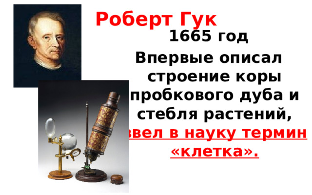 Роберт Гук 1665 год Впервые описал строение коры пробкового дуба и стебля растений,  ввел в науку термин «клетка».  