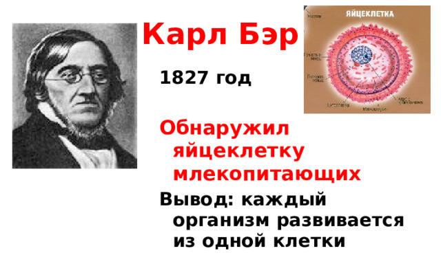 Карл Бэр 1827 год  Обнаружил яйцеклетку млекопитающих Вывод: каждый организм развивается из одной клетки 