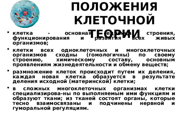 ОСНОВНЫЕ ПОЛОЖЕНИЯ  КЛЕТОЧНОЙ ТЕОРИИ клетка - основная единица строения, функционирования и развития всех живых организмов; клетки всех одноклеточных и многоклеточных организмов сходны (гомологичны) по своему строению, химическому составу, основным проявлениям жизнедеятельности и обмену веществ; размножение клеток происходит путем их деления, каждая новая клетка образуется в результате деления исходной (материнской) клетки; в сложных многоклеточных организмах клетки специализирова-ны по выполняемым ими функциям и образуют ткани; из тканей состоят органы, которые тесно взаимосвязаны и подчинены нервной и гуморальной регуляциям. 