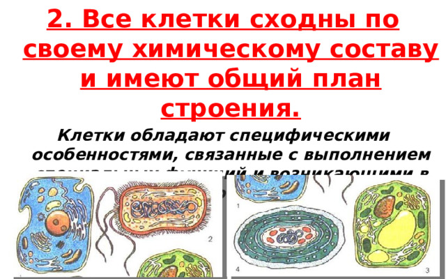 2. Все клетки сходны по своему химическому составу и имеют общий план строения. Клетки обладают специфическими особенностями, связанные с выполнением специальных функций и возникающими в результате клеточной дифференцировки. 