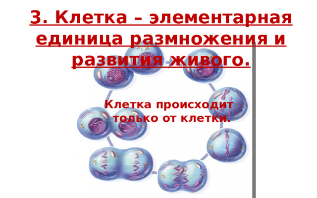 3. Клетка – элементарная единица размножения и развития живого. Клетка происходит  только от клетки.   