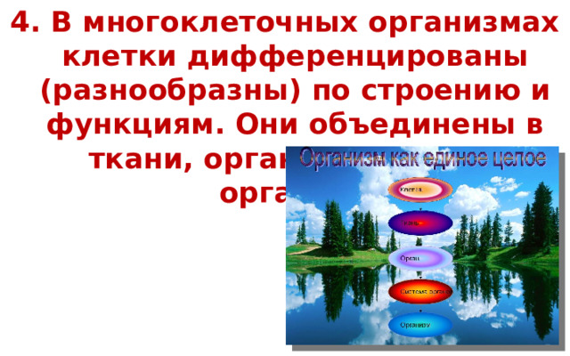 4. В многоклеточных организмах клетки дифференцированы (разнообразны) по строению и функциям. Они объединены в ткани, органы и системы органов. 