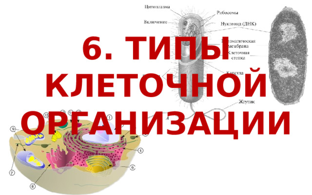6. ТИПЫ КЛЕТОЧНОЙ ОРГАНИЗАЦИИ 