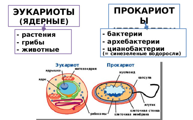ПРОКАРИОТЫ (БЕЗЪЯДЕРНЫЕ) ЭУКАРИОТЫ (ЯДЕРНЫЕ) - бактерии - архебактерии - цианобактерии  (= синезеленые водоросли) - растения - грибы - животные 