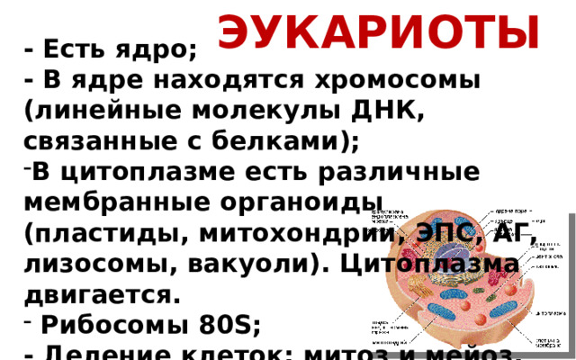 ЭУКАРИОТЫ - Есть ядро; - В ядре находятся хромосомы (линейные молекулы ДНК, связанные с белками); В цитоплазме есть различные мембранные органоиды (пластиды, митохондрии, ЭПС, АГ, лизосомы, вакуоли). Цитоплазма двигается.  Рибосомы 80S; - Деление клеток: митоз и мейоз.  