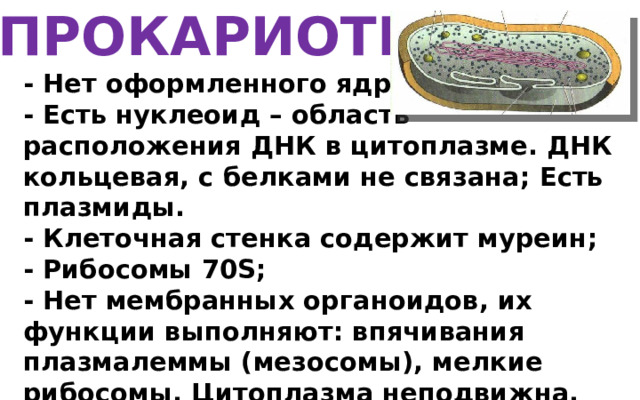 ПРОКАРИОТЫ - Нет оформленного ядра; - Есть нуклеоид – область  расположения ДНК в цитоплазме. ДНК кольцевая, с белками не связана; Есть плазмиды. - Клеточная стенка содержит муреин; - Рибосомы 70S; - Нет мембранных органоидов, их функции выполняют: впячивания плазмалеммы (мезосомы), мелкие рибосомы. Цитоплазма неподвижна. - Деление клеток: путём деления надвое.  