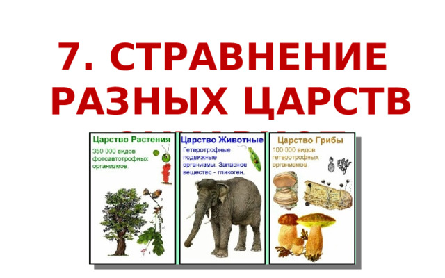 7. СТРАВНЕНИЕ РАЗНЫХ ЦАРСТВ ЭУКАРИОТ 