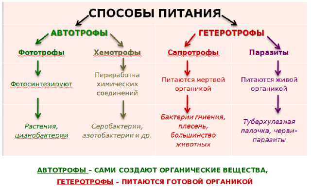 СПОСОБЫ ПИТАНИЯ АВТОТРОФЫ Фототрофы Фотосинтезируют Хемотрофы ГЕТЕРОТРОФЫ Растения, цианобактерии Переработка химических соединений Сапротрофы Серобактерии, азотобактерии и др. Питаются мертвой органикой Паразиты Питаются живой органикой Бактерии гниения, плесень, большинство животных Туберкулезная палочка, черви-паразиты АВТОТРОФЫ – САМИ СОЗДАЮТ ОРГАНИЧЕСКИЕ ВЕЩЕСТВА,   ГЕТЕРОТРОФЫ – ПИТАЮТСЯ ГОТОВОЙ ОРГАНИКОЙ 