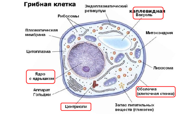 каплевидная 