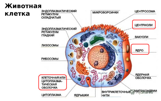 Животная  клетка 