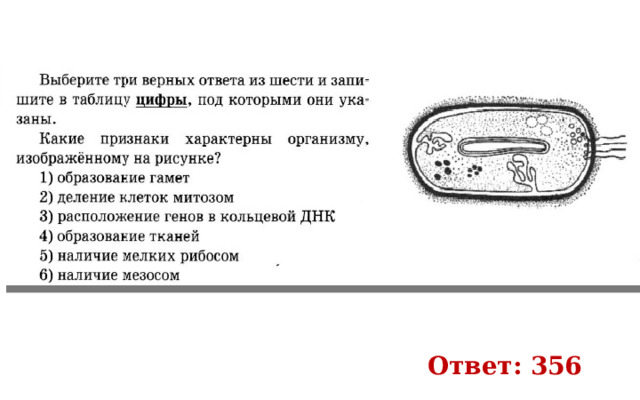 Ответ: 356 