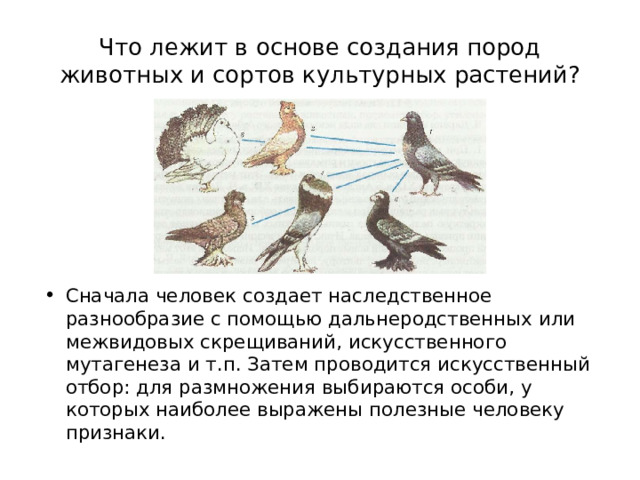 Что лежит в основе создания пород животных и сортов культурных растений? Сначала человек создает наследственное разнообразие с помощью дальнеродственных или межвидовых скрещиваний, искусственного мутагенеза и т.п. Затем проводится искусственный отбор: для размножения выбираются особи, у которых наиболее выражены полезные человеку признаки. 