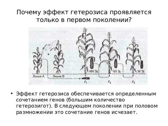 Почему эффект гетерозиса проявляется только в первом поколении? Эффект гетерозиса обеспечивается определенным сочетанием генов (большим количество гетерозигот). В следующем поколении при половом размножении это сочетание генов исчезает. 