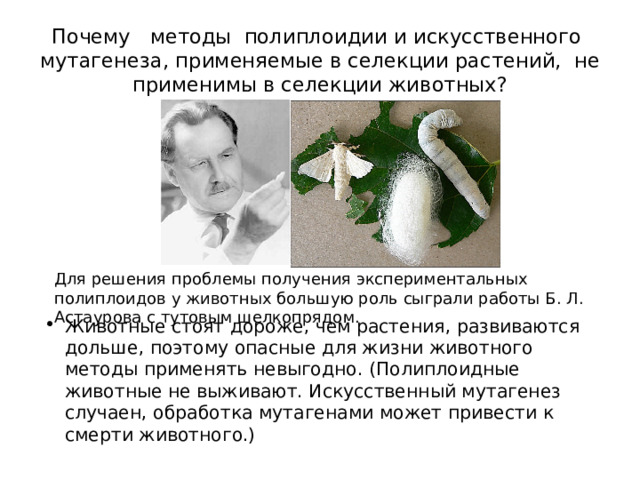 Почему методы полиплоидии и искусственного мутагенеза, применяемые в селекции растений, не применимы в селекции животных? Для решения проблемы получения экспериментальных полиплоидов у животных большую роль сыграли работы Б. Л. Астаурова с тутовым шелкопрядом. Животные стоят дороже, чем растения, развиваются дольше, поэтому опасные для жизни животного методы применять невыгодно. (Полиплоидные животные не выживают. Искусственный мутагенез случаен, обработка мутагенами может привести к смерти животного.) 