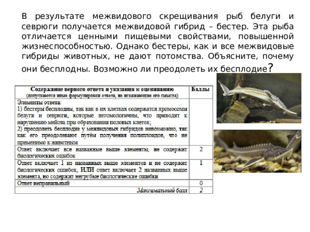 В результате межвидового скрещивания рыб белуги и севрюги получается межвидовой гибрид – бестер. Эта рыба отличается ценными пищевыми свойствами, повышенной жизнеспособностью. Однако бестеры, как и все межвидовые гибриды животных, не дают потомства. Объясните, почему они бесплодны. Возможно ли преодолеть их бесплодие ? 