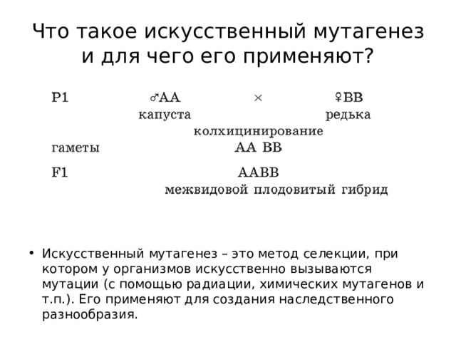 Что такое искусственный мутагенез и для чего его применяют? Искусственный мутагенез – это метод селекции, при котором у организмов искусственно вызываются мутации (с помощью радиации, химических мутагенов и т.п.). Его применяют для создания наследственного разнообразия. 