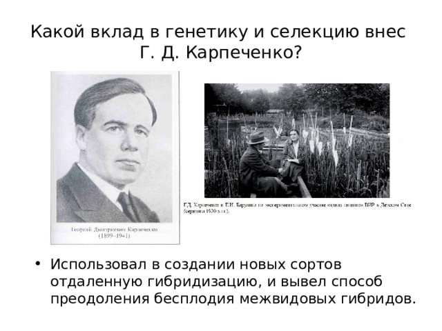 Какой вклад в генетику и селекцию внес  Г. Д. Карпеченко? Использовал в создании новых сортов отдаленную гибридизацию, и вывел способ преодоления бесплодия межвидовых гибридов. 