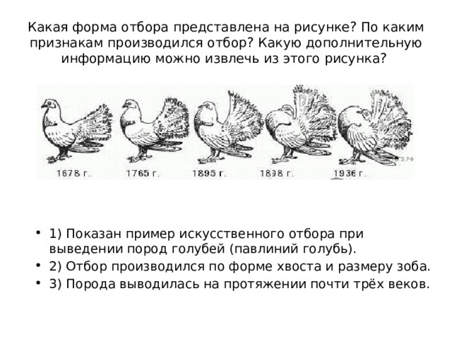 Какая форма отбора представлена на рисунке? По каким признакам производился отбор? Какую дополнительную информацию можно извлечь из этого рисунка? 1) Показан пример искусственного отбора при выведении пород голубей (павлиний голубь). 2) Отбор производился по форме хвоста и размеру зоба. 3) Порода выводилась на протяжении почти трёх веков. 