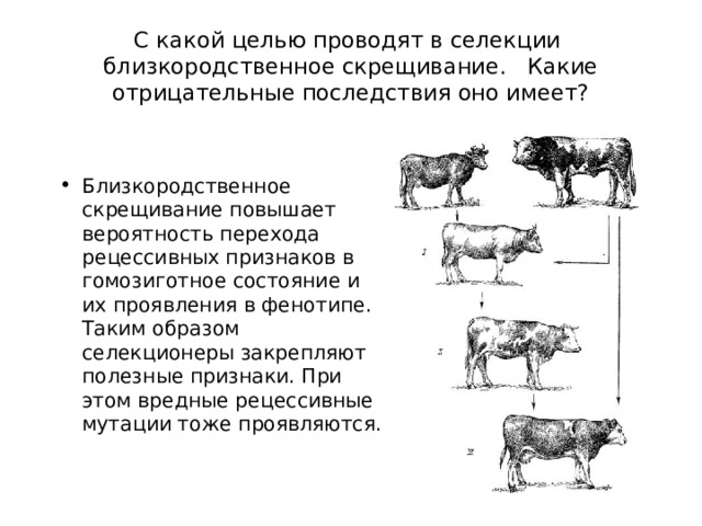 С какой целью проводят в селекции близкородственное скрещивание. Какие отрицательные последствия оно имеет? Близкородственное скрещивание повышает вероятность перехода рецессивных признаков в гомозиготное состояние и их проявления в фенотипе. Таким образом селекционеры закрепляют полезные признаки. При этом вредные рецессивные мутации тоже проявляются. 