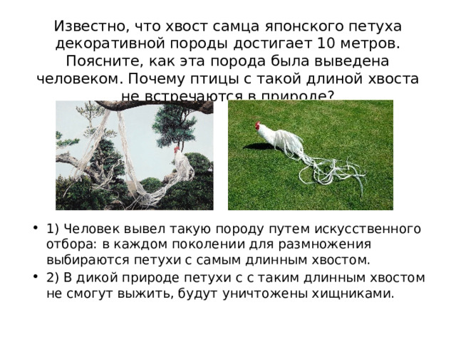 Известно, что хвост самца японского петуха декоративной породы достигает 10 метров. Поясните, как эта порода была выведена человеком. Почему птицы с такой длиной хвоста не встречаются в природе? 1) Человек вывел такую породу путем искусственного отбора: в каждом поколении для размножения выбираются петухи с самым длинным хвостом. 2) В дикой природе петухи с с таким длинным хвостом не смогут выжить, будут уничтожены хищниками. 