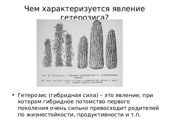 Чем характеризуется явление гетерозиса? Гетерозис (гибридная сила) – это явление, при котором гибридное потомство первого поколения очень сильно превосходит родителей по жизнестойкости, продуктивности и т.п. 