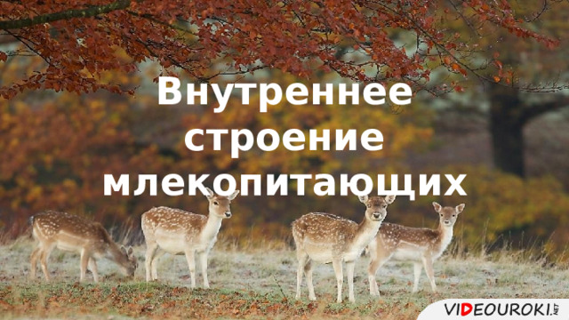 Внутреннее строение млекопитающих 