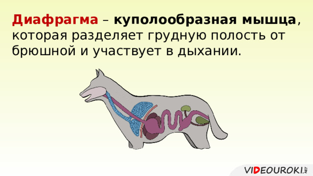 Диафрагма – куполообразная мышца , которая разделяет грудную полость от брюшной и участвует в дыхании. 