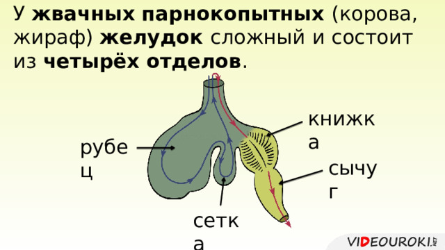У жвачных парнокопытных (корова, жираф) желудок сложный  и состоит  из четырёх отделов . книжка рубец сычуг сетка 
