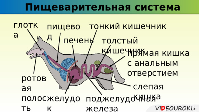 Пищеварительная система глотка тонкий кишечник пищевод печень толстый кишечник прямая кишка с анальным отверстием ротовая полость слепая кишка желудок поджелудочная железа 