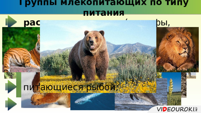 Группы млекопитающих по типу питания растительноядные (жирафы, слоны, зайцы); насекомоядные (ежи, кроты); семеноядные и плодоядные (белки, мыши); планктоноядные (усатые киты); хищные (куница, тигр, волк, лев); питающиеся рыбой; всеядные (бурый медведь). 