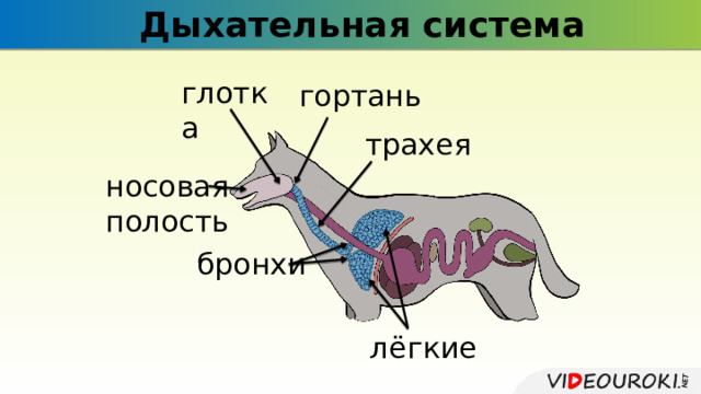 Дыхательная система глотка гортань трахея носовая полость бронхи лёгкие 