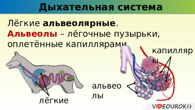 Дыхательная система Лёгкие альвеолярные . Альвеолы – лёгочные пузырьки, оплетённые капиллярами. капилляры альвеолы лёгкие 