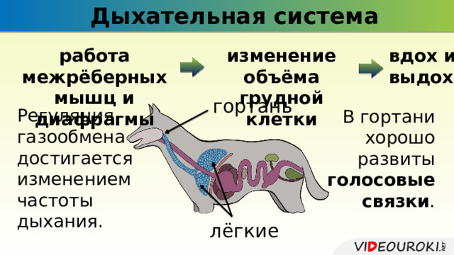 Дыхательная система вдох и работа межрёберных мышц и диафрагмы изменение объёма грудной клетки выдох гортань Регуляция газообмена достигается изменением частоты дыхания. В гортани хорошо развиты голосовые связки . лёгкие 