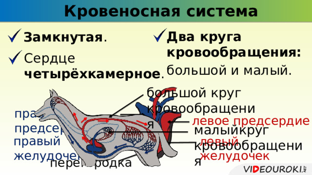 Кровеносная система Замкнутая . Два круга кровообращения: большой и малый. Сердце четырёхкамерное . большой круг кровообращения правое предсердие левое предсердие малыйкруг кровообращения правый желудочек левый желудочек перегородка 