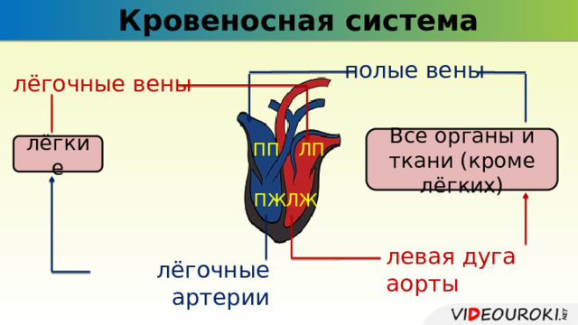 Кровеносная система полые вены лёгочные вены Все органы и ткани (кроме лёгких) ЛП ПП лёгкие ЛЖ ПЖ левая дуга аорты лёгочные артерии 