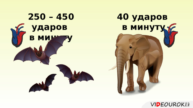 40 ударов в минуту 250 – 450 ударов в минуту 
