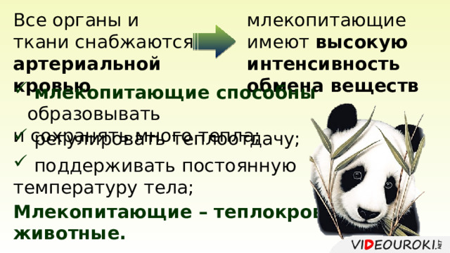 Все органы и ткани снабжаются артериальной кровью млекопитающие имеют высокую интенсивность обмена веществ  млекопитающие способны образовывать и сохранять много тепла;  регулировать теплоотдачу;  поддерживать постоянную температуру тела; Млекопитающие – теплокровные животные. 