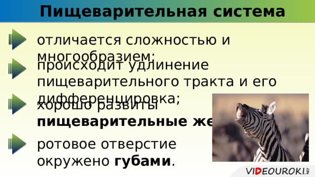 Пищеварительная система отличается сложностью и многообразием; происходит удлинение пищеварительного тракта и его дифференцировка; хорошо развиты пищеварительные железы ; ротовое отверстие окружено губами . 