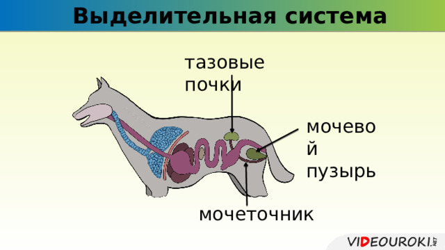 Выделительная система тазовые почки мочевой пузырь мочеточник 