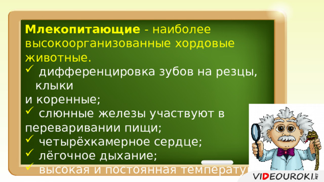Млекопитающие - наиболее высокоорганизованные хордовые животные.  дифференцировка зубов на резцы, клыки и коренные;  слюнные железы участвуют в переваривании пищи;  четырёхкамерное сердце;  лёгочное дыхание;  высокая и постоянная температура тела. 