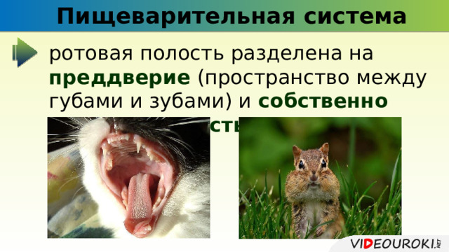 Пищеварительная система ротовая полость разделена на преддверие (пространство между губами и зубами) и собственно ротовую полость ; 