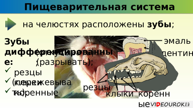 Пищеварительная система на челюстях расположены зубы ; эмаль Зубы дифференцированные:  резцы  клыки  коренные (откусывать); дентин (разрывать); (пережевывать). резцы коренные клыки 