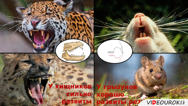 У хищников сильно развиты  клыки. У грызунов хорошо развиты резцы и нет клыков. 
