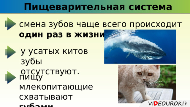 Пищеварительная система смена зубов чаще всего происходит один раз в жизни . у усатых китов зубы отсутствуют. пищу млекопитающие схватывают губами , языком и челюстями . 