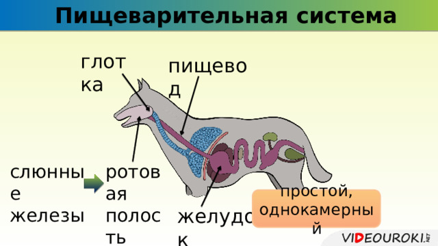 Пищеварительная система глотка пищевод ротовая слюнные железы полость простой, однокамерный желудок 