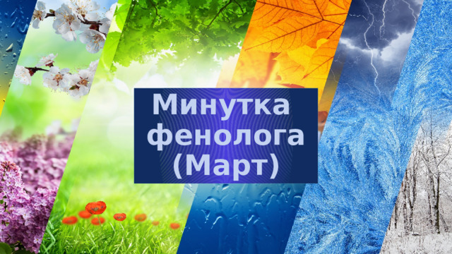 Минутка  фенолога  (Март) 
