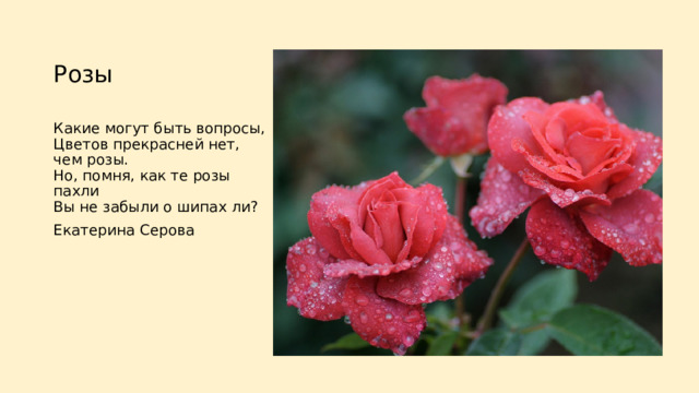 Розы   Какие могут быть вопросы,  Цветов прекрасней нет, чем розы.  Но, помня, как те розы пахли  Вы не забыли о шипах ли? Екатерина Серова 