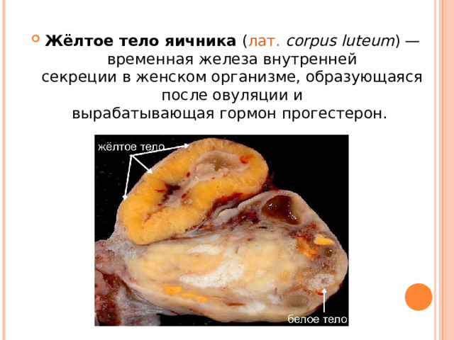 Жёлтое тело яичника  ( лат.   corpus luteum ) — временная железа внутренней секреции в женском организме, образующаяся после овуляции и вырабатывающая гормон прогестерон.  