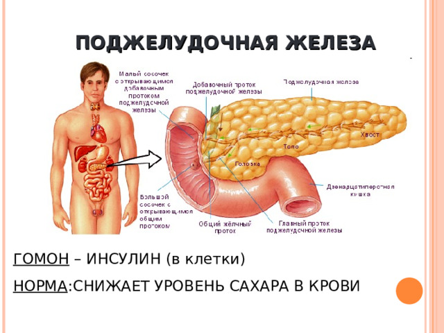 ПОДЖЕЛУДОЧНАЯ ЖЕЛЕЗА ГОМОН – ИНСУЛИН (в  клетки) НОРМА :СНИЖАЕТ УРОВЕНЬ САХАРА В КРОВИ 